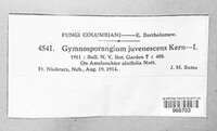 Gymnosporangium nidus-avis image